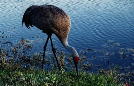 Sandhill Crane.